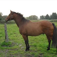 Anden særlig race Bohøjgaards Buddy