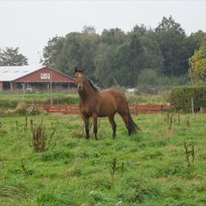 Anden særlig race Bohøjgaards Buddy
