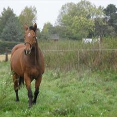 Anden særlig race Bohøjgaards Buddy