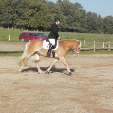 Haflinger Nordlundes Honey