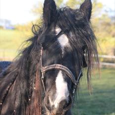 Irish Cob Lasair (Baby)