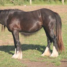 Irish Cob Lasair (Baby)