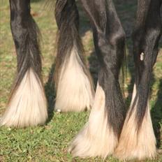 Irish Cob Lasair (Baby)