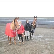 Anden særlig race Bulsara R.I.P