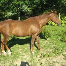 Dansk Varmblod Chita(hvil i fred dejlige)