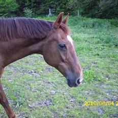 Dansk Varmblod Chita(hvil i fred dejlige)