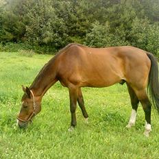 Traver Oacklander- Ocakie