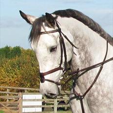 Anden særlig race Caecolley Dettingen