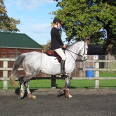 Anden særlig race Caecolley Dettingen