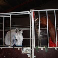 Hannoveraner Smilla 27