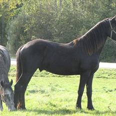 Frieser Cillias af Moltkenberg