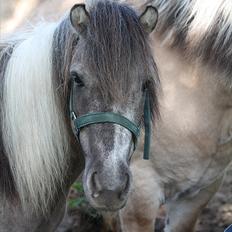 Anden særlig race Sir Duke<333