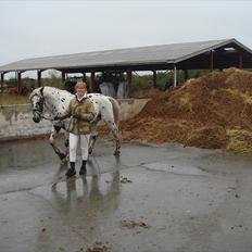 Knabstrupper Funder Nørhedes Zorro