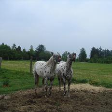 Knabstrupper Funder Nørhedes Zorro