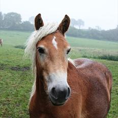 Tyroler Haflinger ICE RØGTERGÅRD