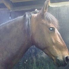 Anden særlig race Espla! :D (Ebbe ! <3) 