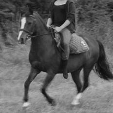 Anden særlig race Lux De Lux*