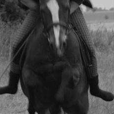 Anden særlig race Lux De Lux*