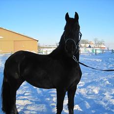 Frieser Wham Toustrup *SOLGT*