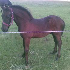 Frieser Wham Toustrup *SOLGT*