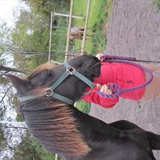 Frieser Filur Toustrup *SOLGT*