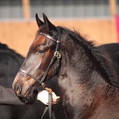 Frieser Gnags Toustrup*SOLGT*