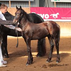 Frieser Gnags Toustrup*SOLGT*