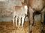Haflinger Gildegaardens Havanna - lille havanna