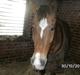 Appaloosa Rebel Bounty