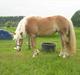 Haflinger Nordlundes Honey