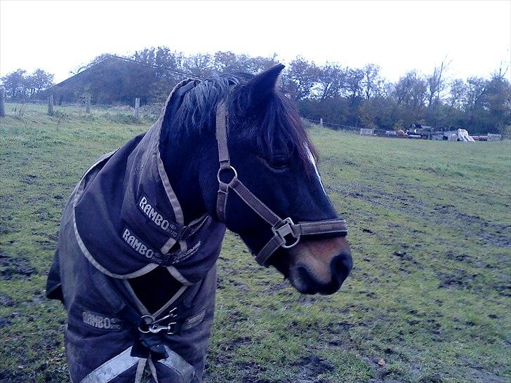 Dartmoor Alberto (solgt) billede 20