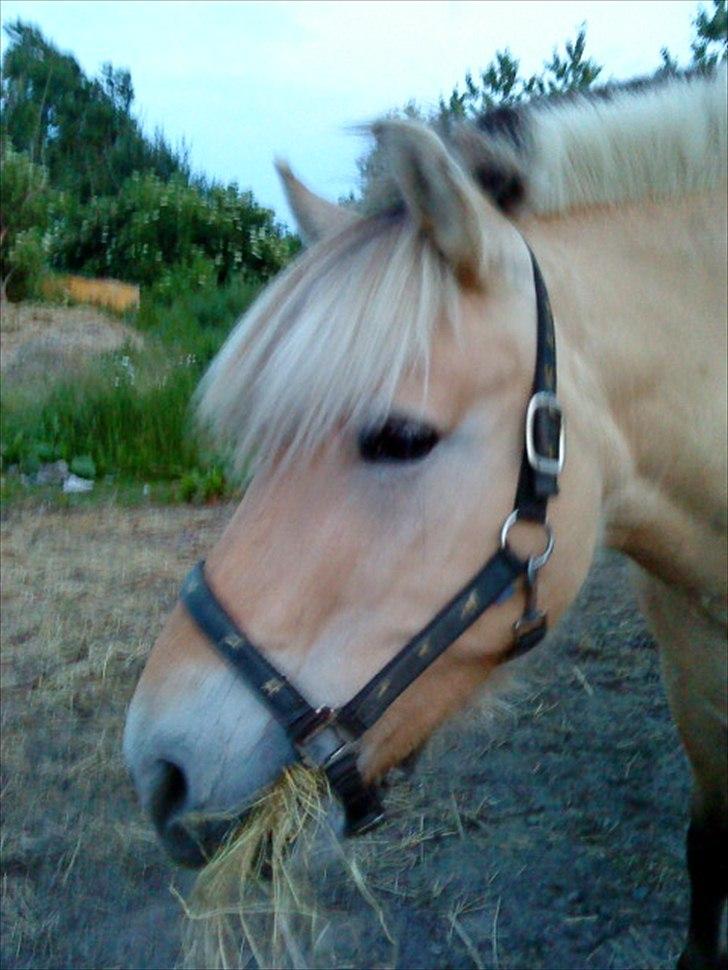 Fjordhest mølhøjs fenja - Min smukke Fenja billede 1