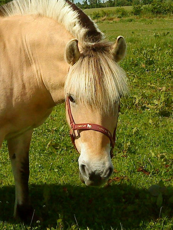 Fjordhest mølhøjs fenja - Hej min tøs :-) billede 2