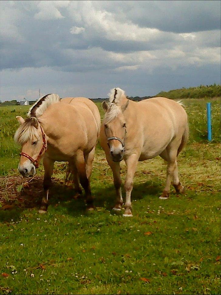 Fjordhest mølhøjs fenja - Fenja og hendes bedste veninde Smilla billede 3