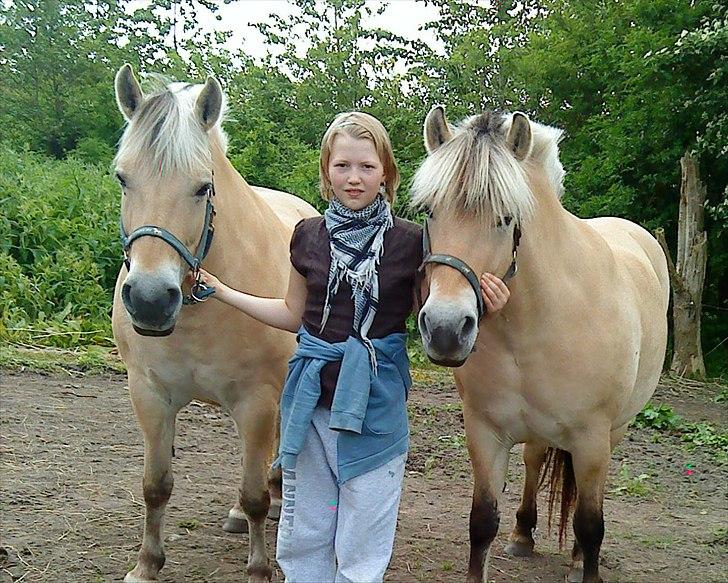Fjordhest mølhøjs fenja - Tre søde piger billede 4