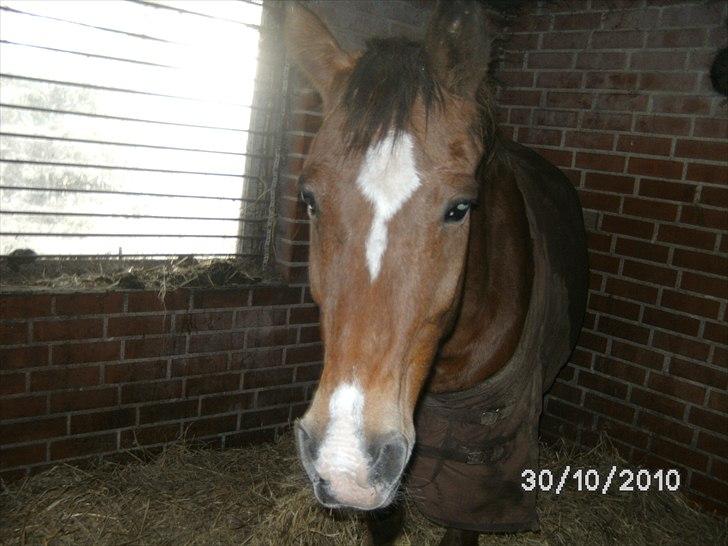 Appaloosa Rebel Bounty - bounty står i boks  billede 1