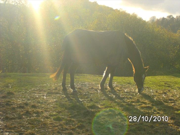Appaloosa Rebel Bounty - solen viser vejen til dit hjerte billede 2