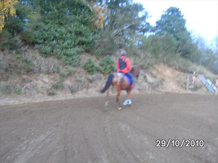 Appaloosa Rebel Bounty - jeg elsker dig billede 3