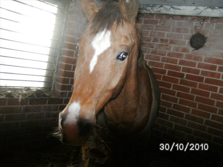 Appaloosa Rebel Bounty - kigger lige lidt billede 4