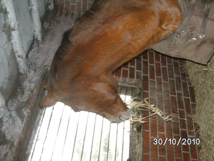 Appaloosa Rebel Bounty - hvad sker der ude  billede 5