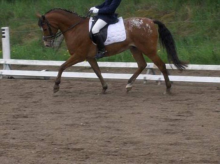 Appaloosa Rebel Bounty - søs og bounty billede 6