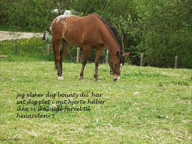 Appaloosa Rebel Bounty - du betyder alt billede 7