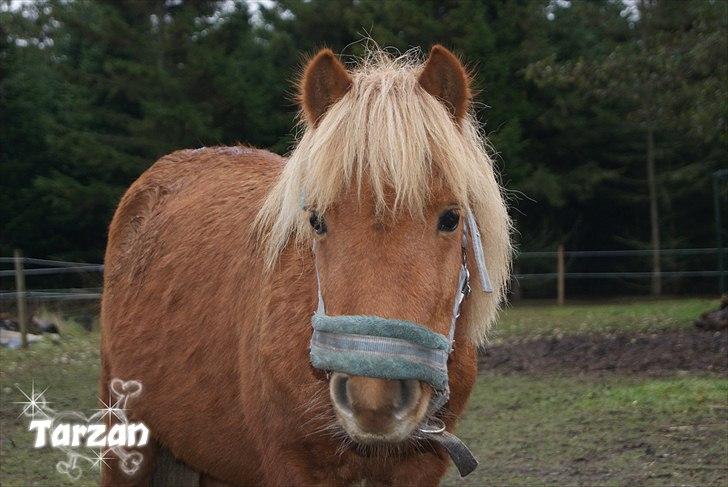 Anden særlig race Tarzan - © Foto-Moef | nuttede tarzan..<3 billede 11