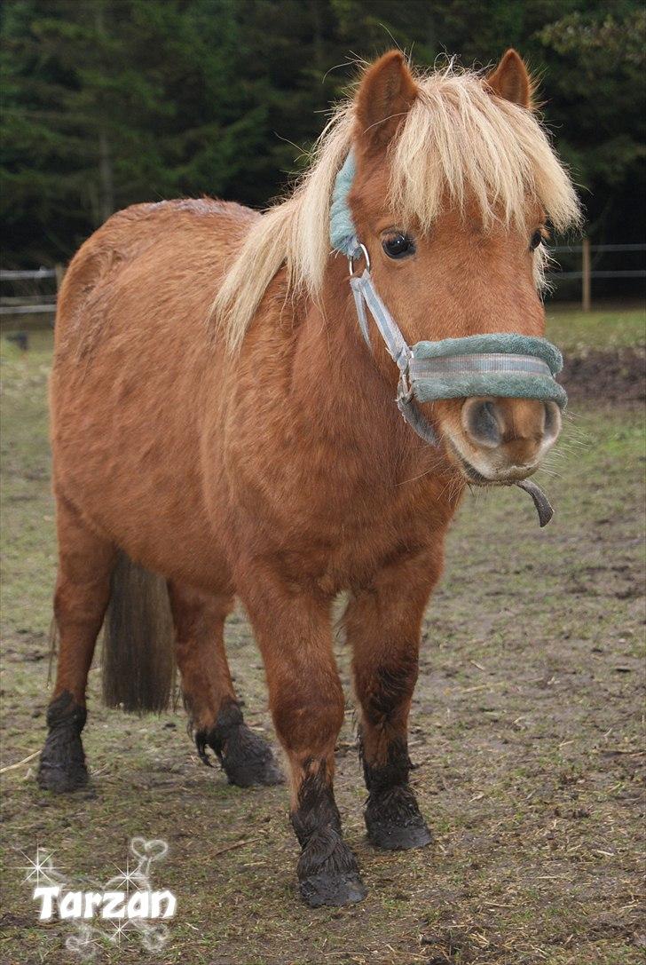 Anden særlig race Tarzan - © Foto-Moef | nuttede tarzan..<3 billede 14