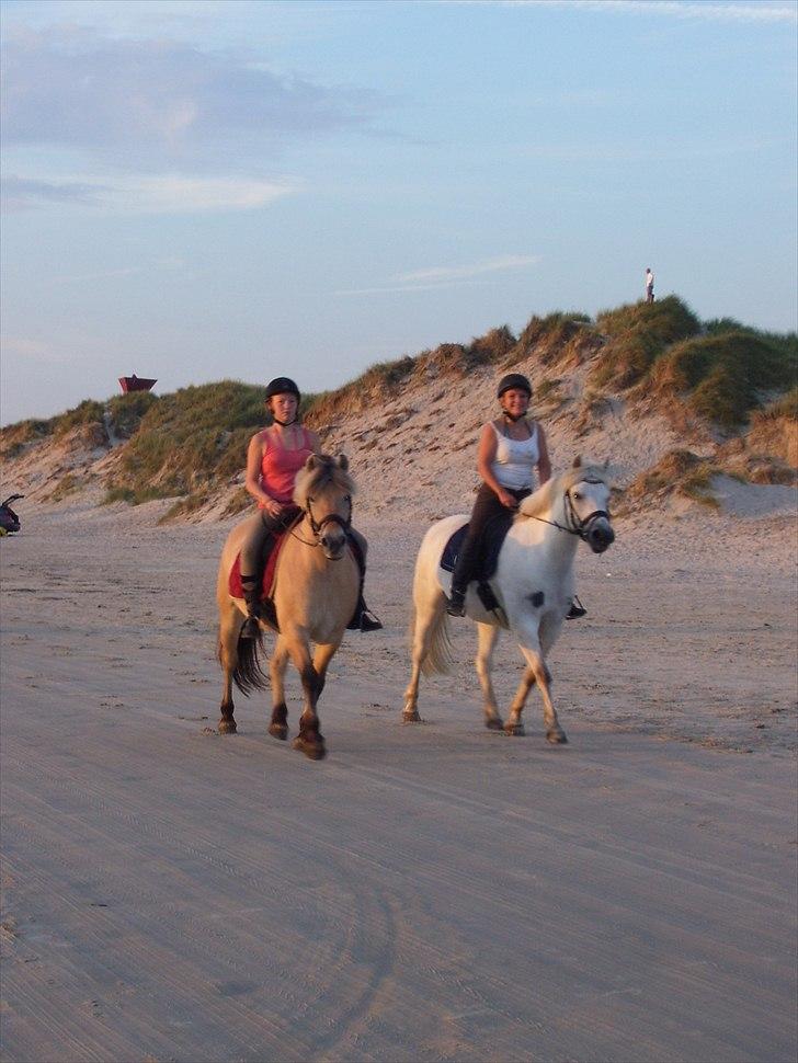 Fjordhest mølhøjs fenja - På stranden med gode venner billede 5