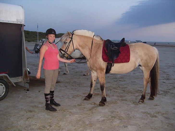 Fjordhest mølhøjs fenja billede 6