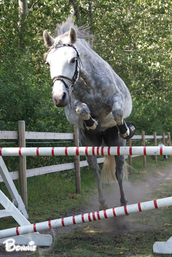 Anden særlig race Bonnie - © Foto-Moef | løsspring..<3 billede 5