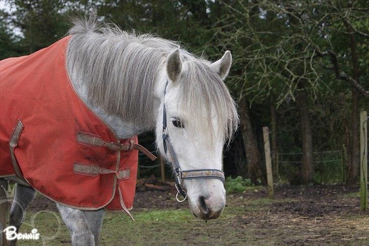 Anden særlig race Bonnie - © Foto-Moef | hyggelig dag med Bonnie.<3 billede 7
