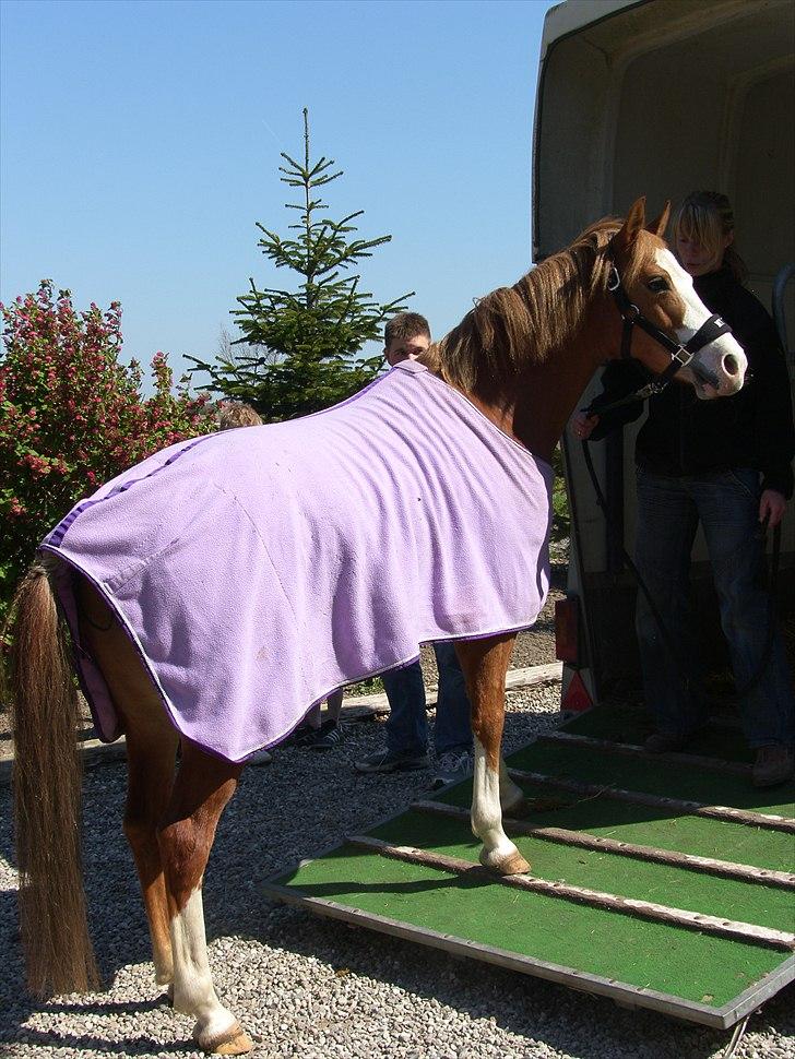 Anden særlig race Miss lucy - Lige ankommet Lørdag  25.4.2009 billede 6