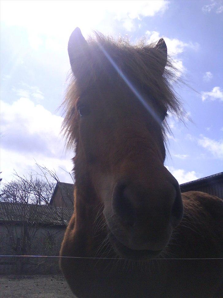 Islænder una fra skyggefaxe billede 9